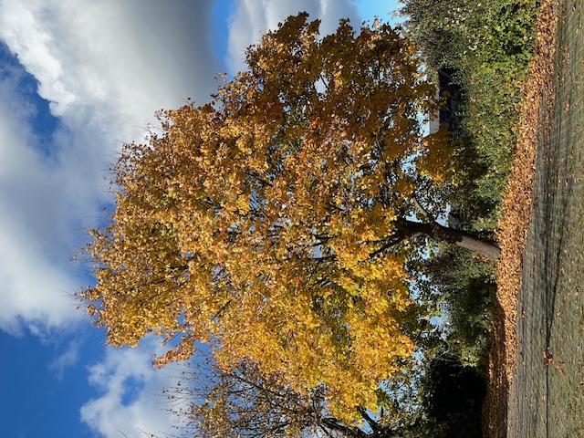 Stimmgabel auf Chorsatz
